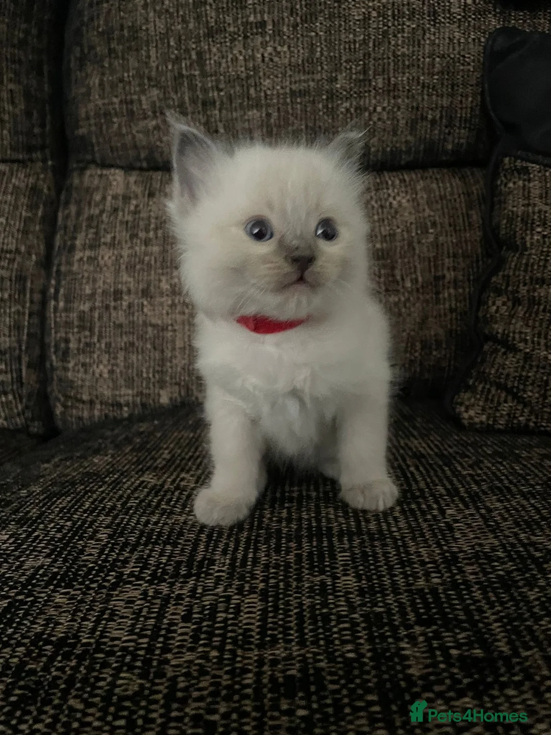 Ragdoll cats for stud: 100% proven boy for stud in Wakefield - Advert 20