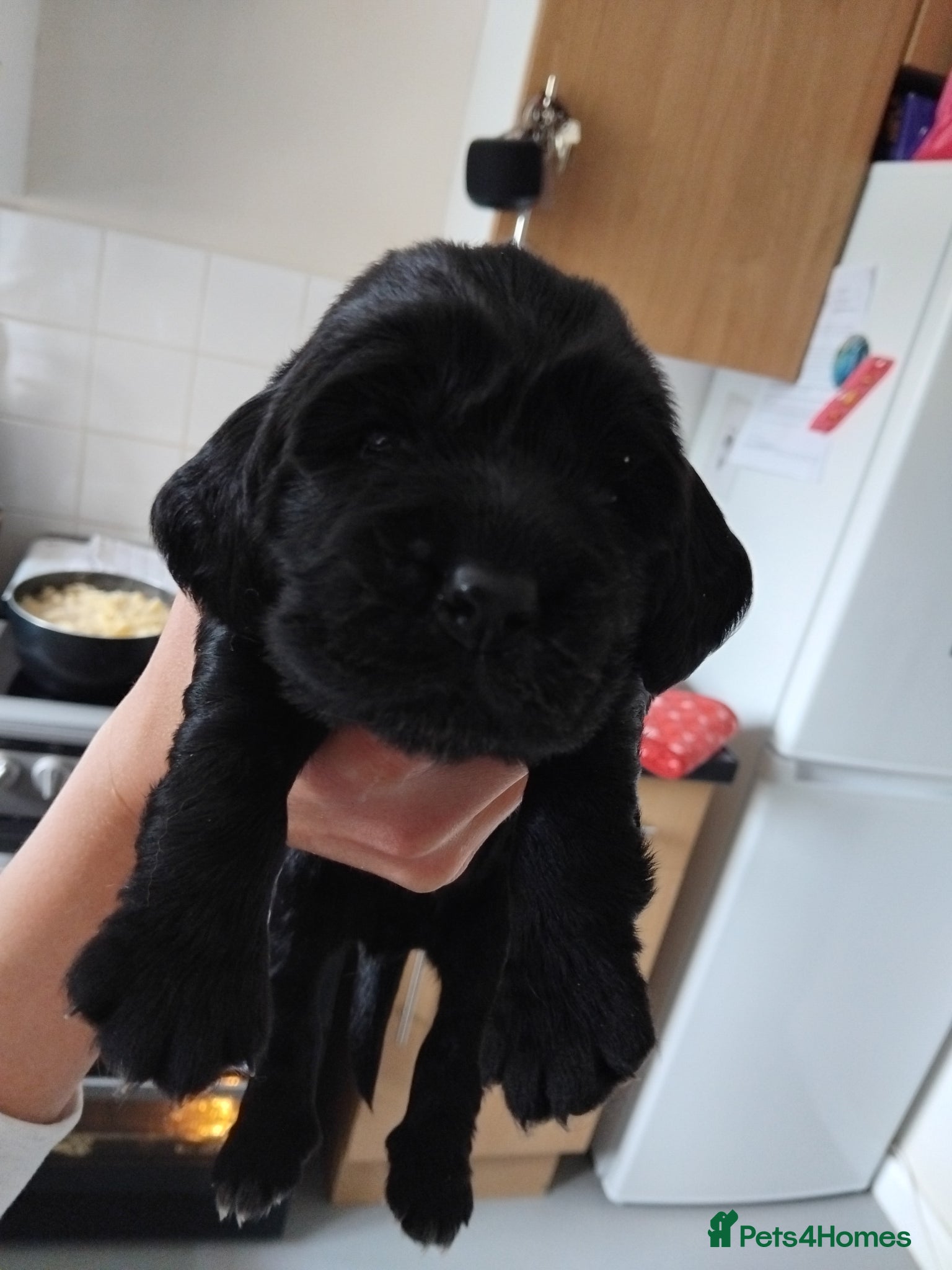 Cocker Spaniel dogs Only 2 looking for their forever homes💚🐶🩷🐶 - Advert 17