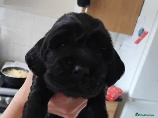Cocker Spaniel dogs Only 2 looking for their forever homes💚🐶🩷🐶 - Advert 3