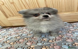 Pomeranian dogs for sale: Two puppies left Ready to Leave  - Image 16