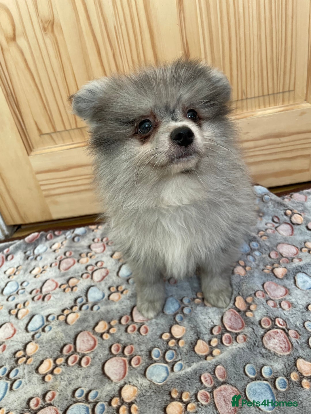 Pomeranian dogs for sale: Two puppies left Ready to Leave  - Image 16