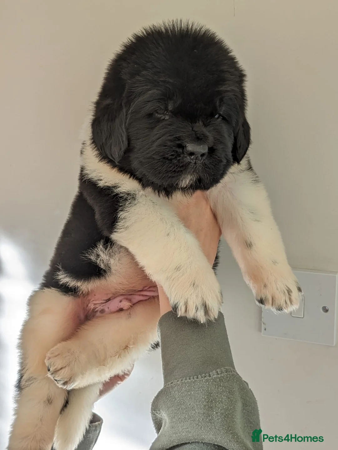 Newfoundland dogs for stud: KC registered health tested Landseer Newfoundland  in Ilkeston - Advert 20