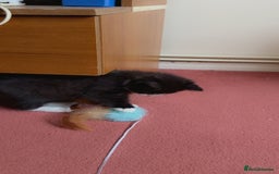 Mixed Breed cats for sale: Fluffy half Persian kitten - Image 11