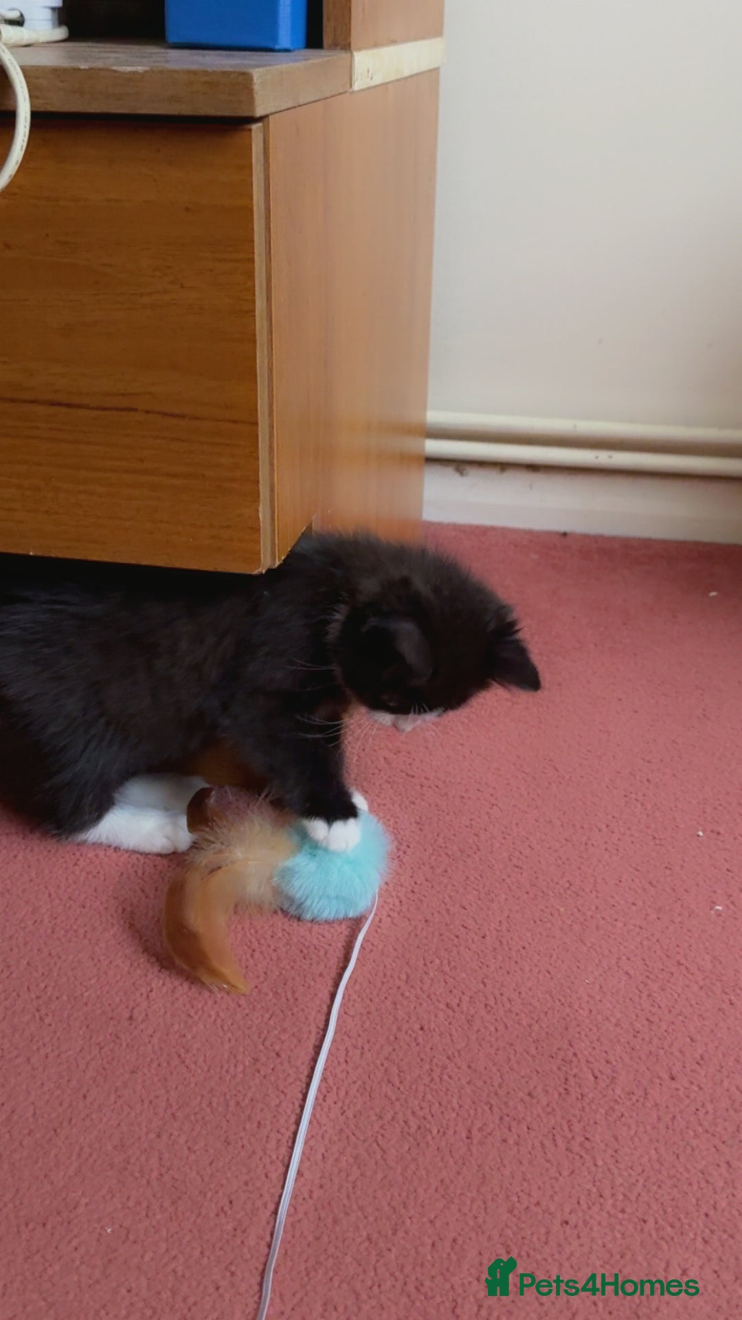 Mixed Breed cats for sale: Fluffy half Persian kitten - Image 11