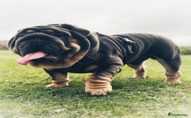 English Bulldog dogs - Advert 12