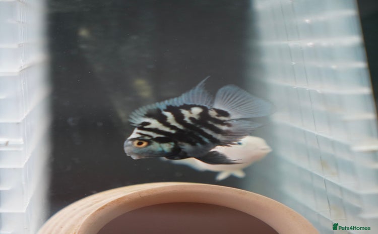 Cichlids fish - Advert 1