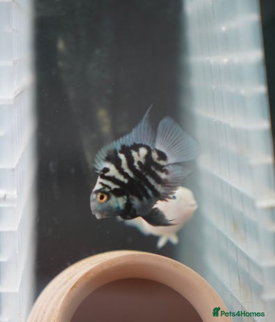 Cichlids fish - Advert 1
