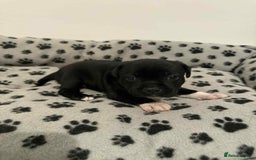 Staffordshire Bull Terrier dogs for sale: Champion lines Staffordshire Bull terrier puppies - Image 16