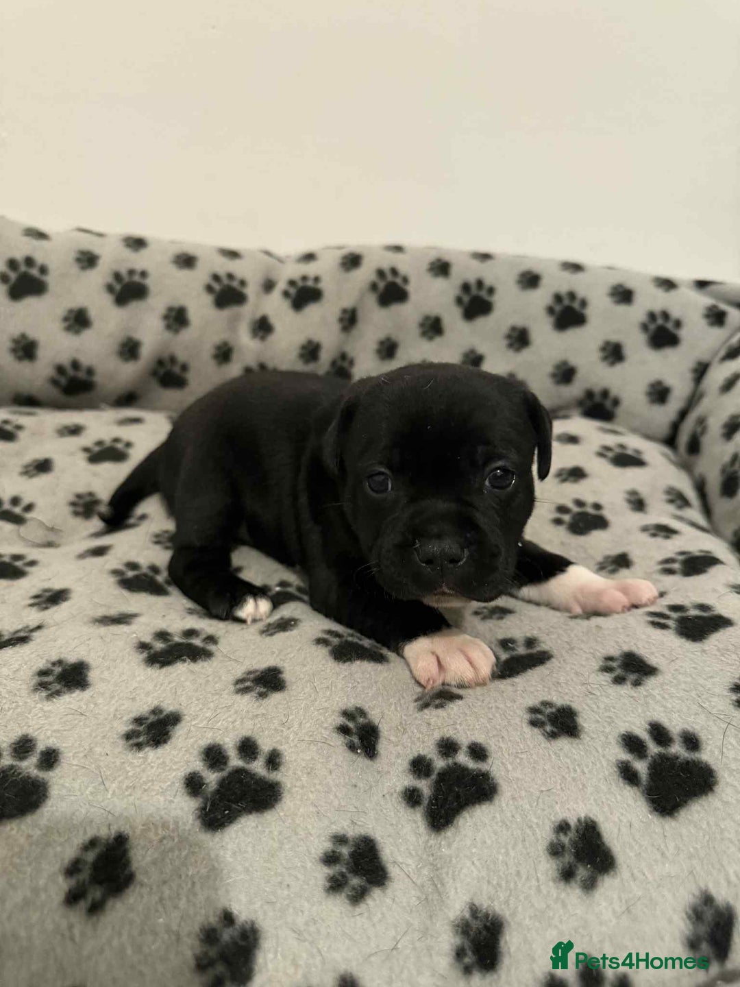 Staffordshire Bull Terrier dogs for sale: Champion lines Staffordshire Bull terrier puppies - Image 16