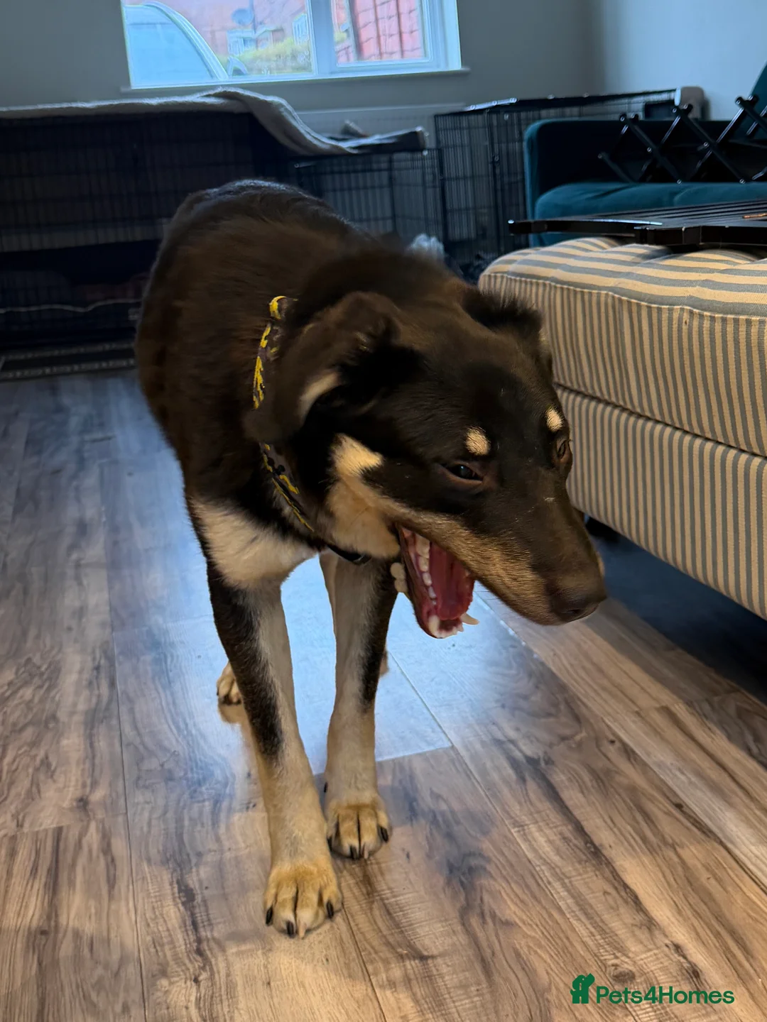 Mixed Breed dogs for adoption: Sweet Scout 💙 Gentle Boy, Loves Dogs!  - Advert 5