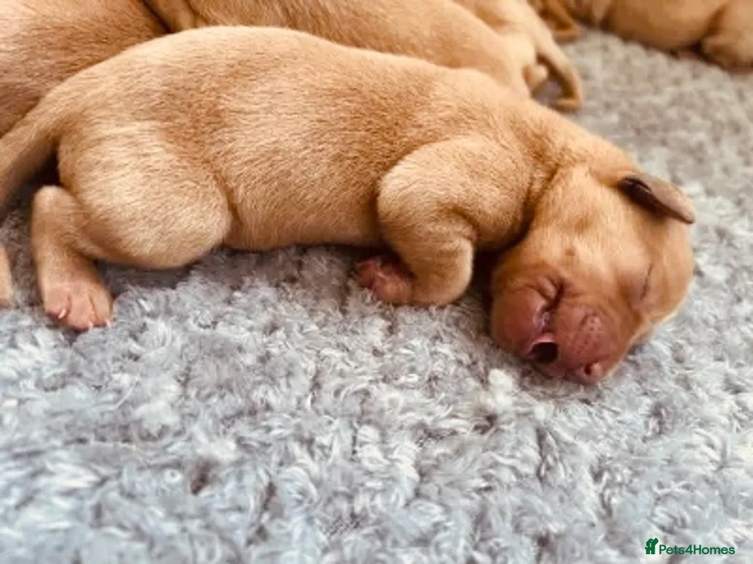 Labrador Retriever dogs for sale: SUPER DARK FOX RED LAB PUPS HEALTH TESTED PARENTS - Advert 2
