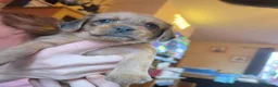 Mixed Breed dogs for sale: Schweenie Breed  in Wakefield - Advert 5