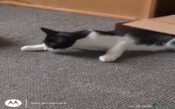 Mixed Breed cats for sale: One little tuxedo 🥰 - Image 6