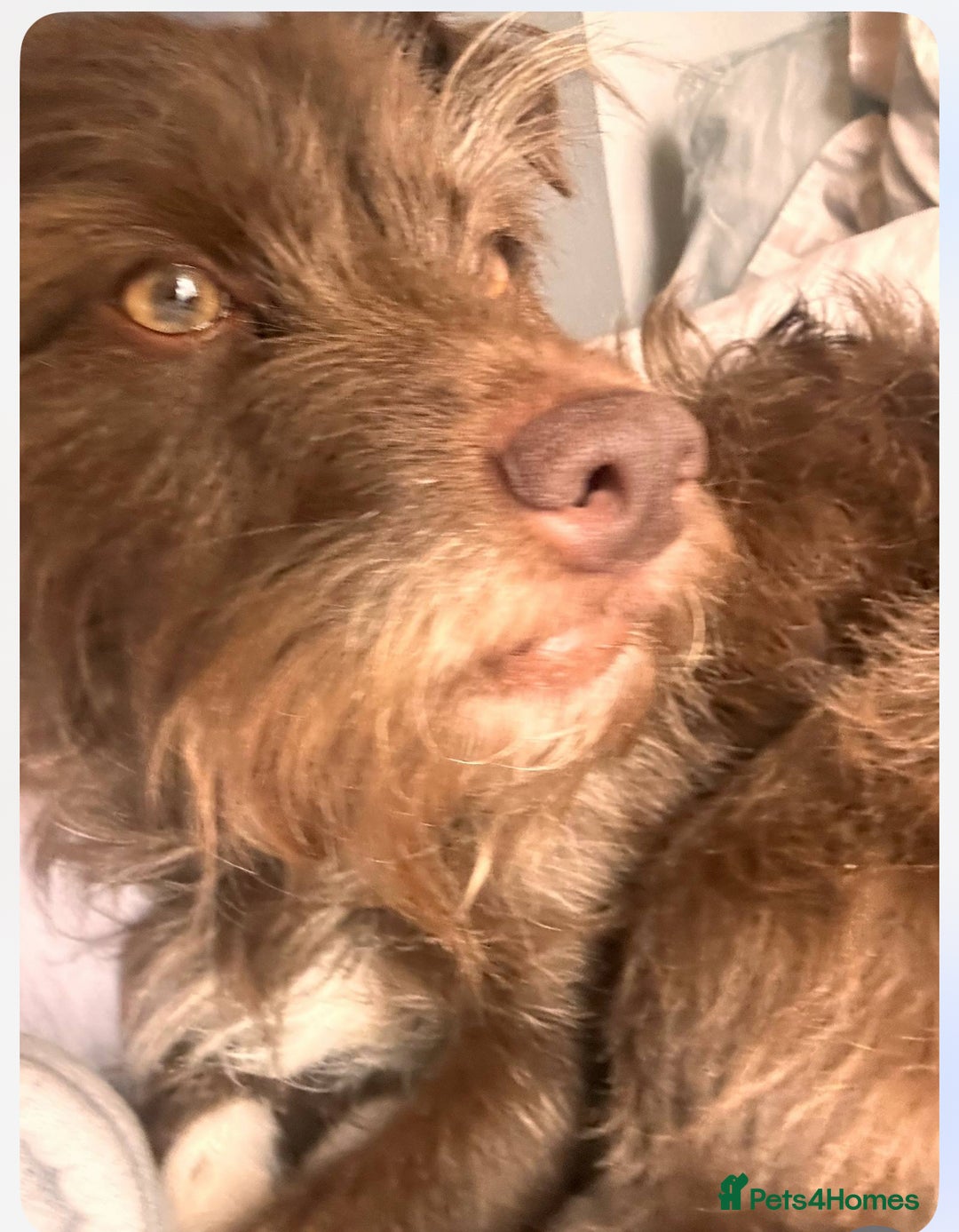 Patterdale Terrier dogs for sale: Rehome grandads 2 year old dog - Image 2