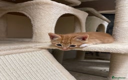 American Shorthair cats for sale: 4 male kittens for sale! - Image 18