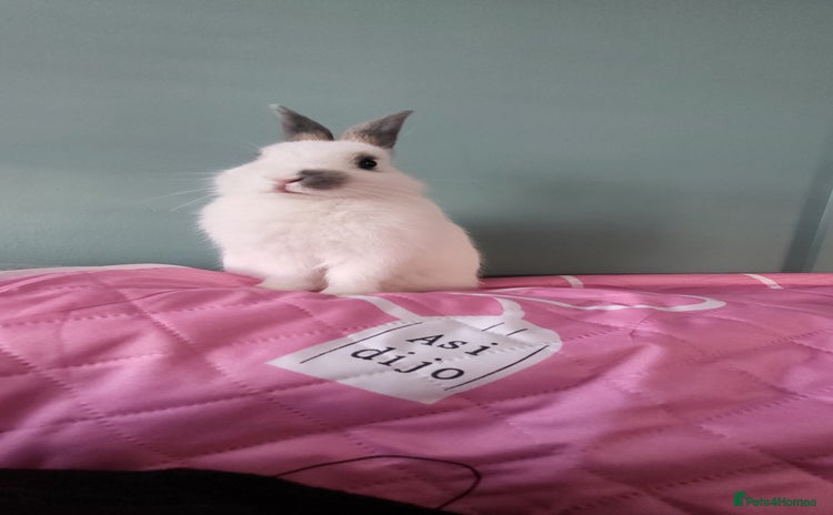 Netherland Dwarf rabbits - Advert 2