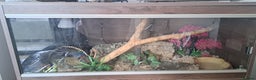 Corn Snake reptiles for sale: Corn snake and set up - Advert 2