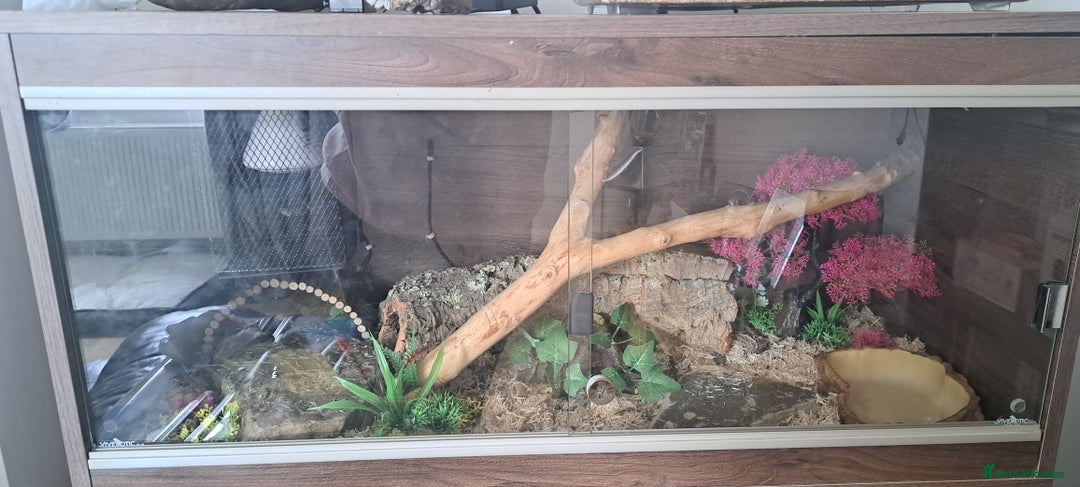 Corn Snake reptiles for sale: Corn snake and set up - Advert 2