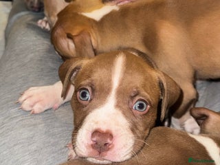 American Bully dogs *ALL BOYS* Bully x Staffie pups (ONLY 4 LEFT) - Advert 12