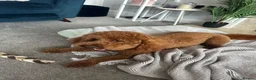 Cockapoo dogs for stud: F2 Apricot Cockapoo – Stud Available  - Advert 3