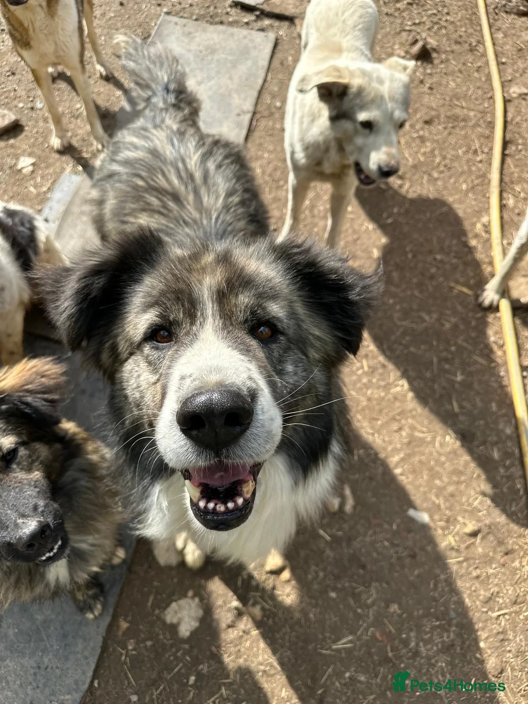 Mixed Breed dogs for adoption: 9 year old Iancu is looking for a home  - Advert 10