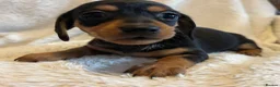 Chihuahua dogs for sale: Chihuahua X Miniature Dashund - Advert 17