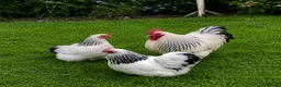 Chickens poultry for sale: Bantams and Pekins for Sale - Advert 3