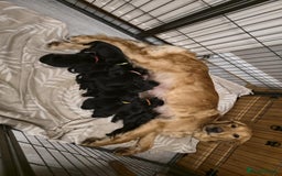 Goldador dogs for sale: Golden retriever x Labrador Retriever puppies - Image 4