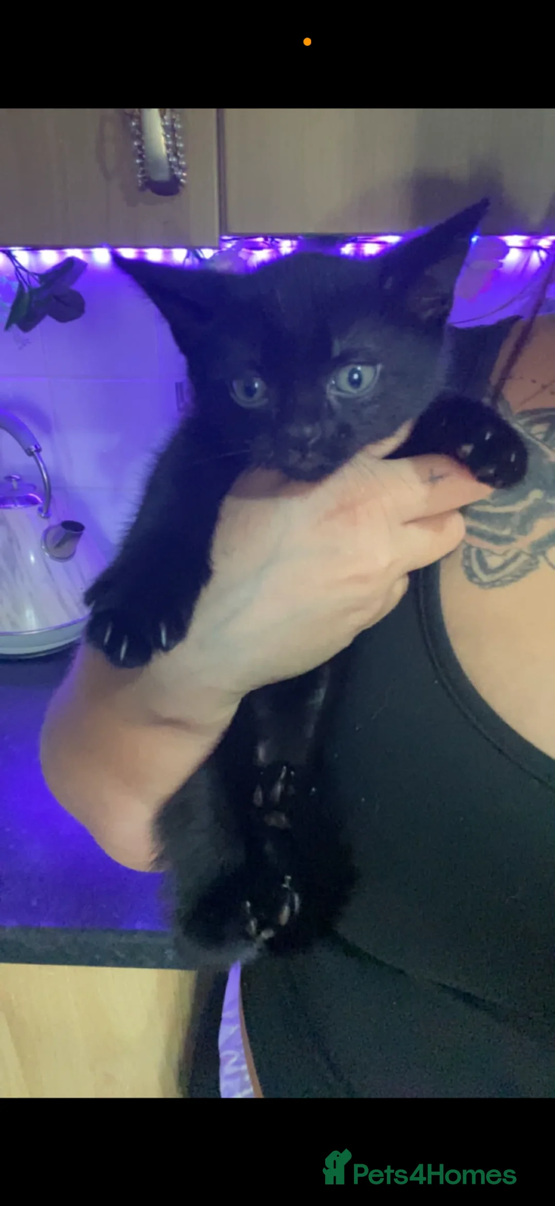 Mixed Breed cats for sale: 2 beautiful female fluffy kittens  in Morecambe - Advert 2