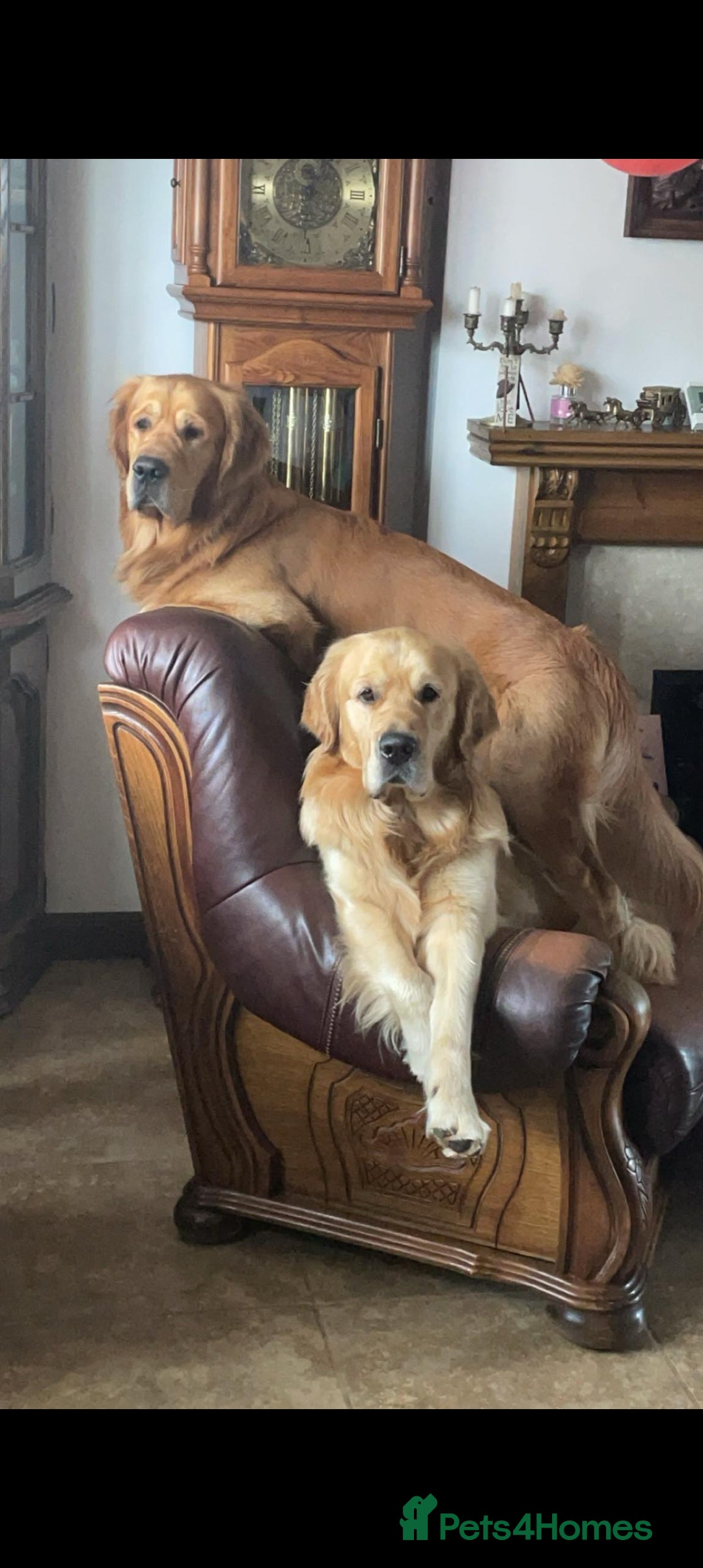 Golden Retriever dogs for stud: Wonderful Walter  for stud - Image 2