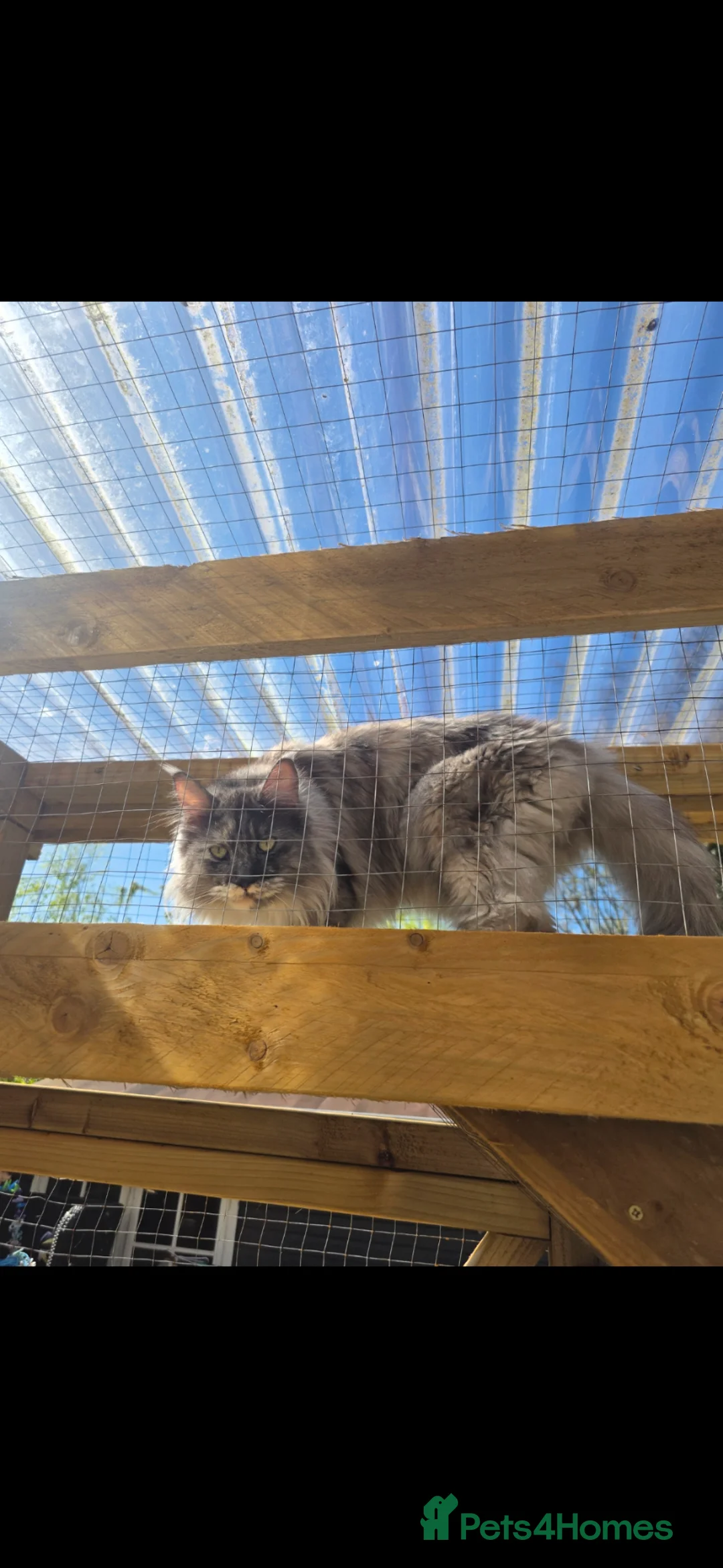 Maine Coon cats for sale: 10 month old female Maine Coon  - Advert 13