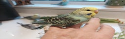 Budgerigars birds for sale: Tame Baby Budgies - Advert 3