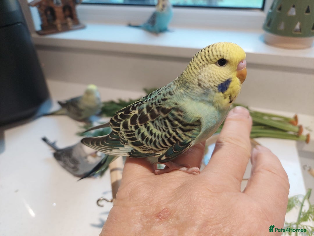 Budgerigars birds for sale: Tame Baby Budgies - Advert 3