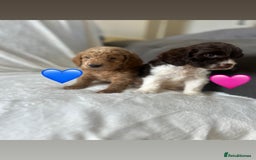 Cockapoo dogs for sale: beautiful toy cockapoo - Image 6
