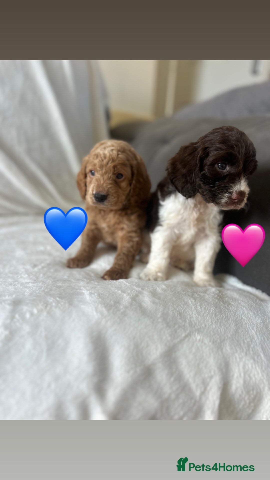 Cockapoo dogs for sale: beautiful toy cockapoo - Image 6