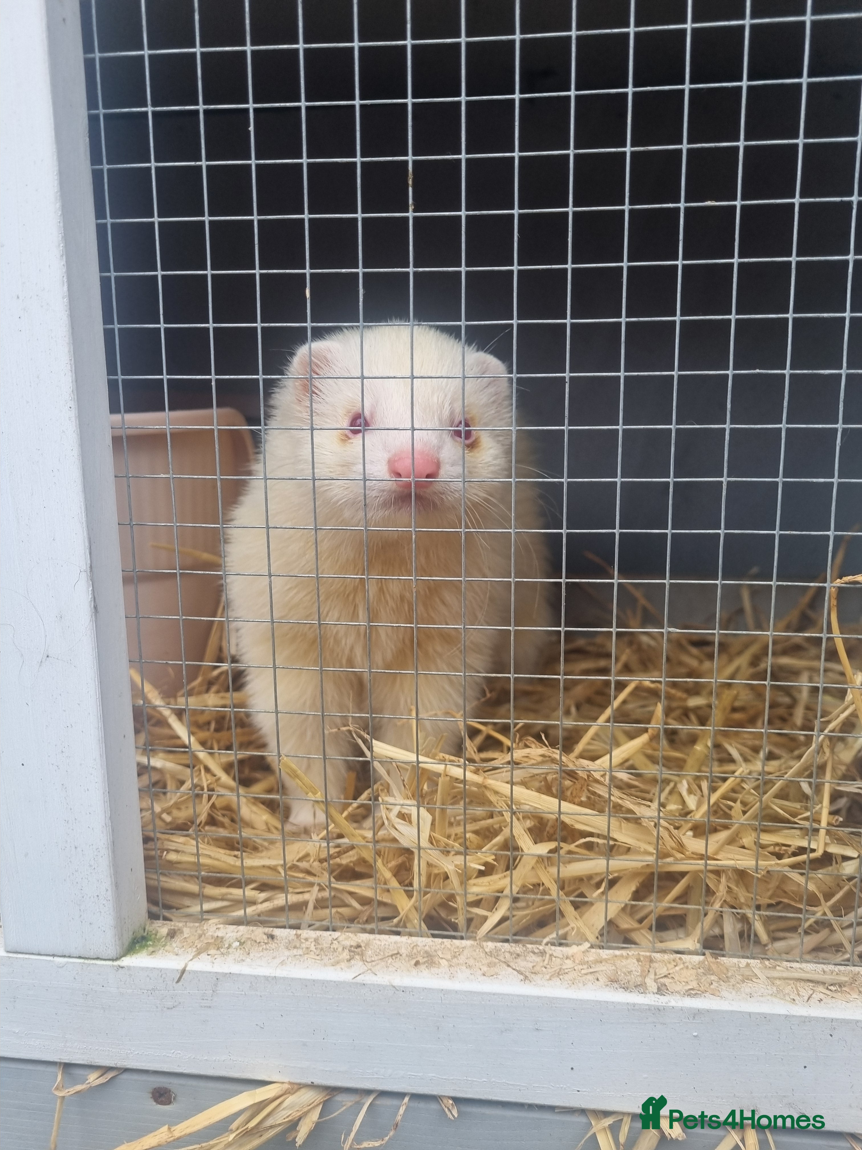 Ferret rodents Albino ferret hob - Advert 18
