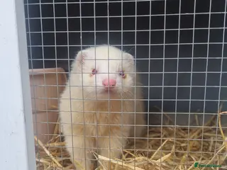Ferret rodents Albino ferret hob - Advert 18