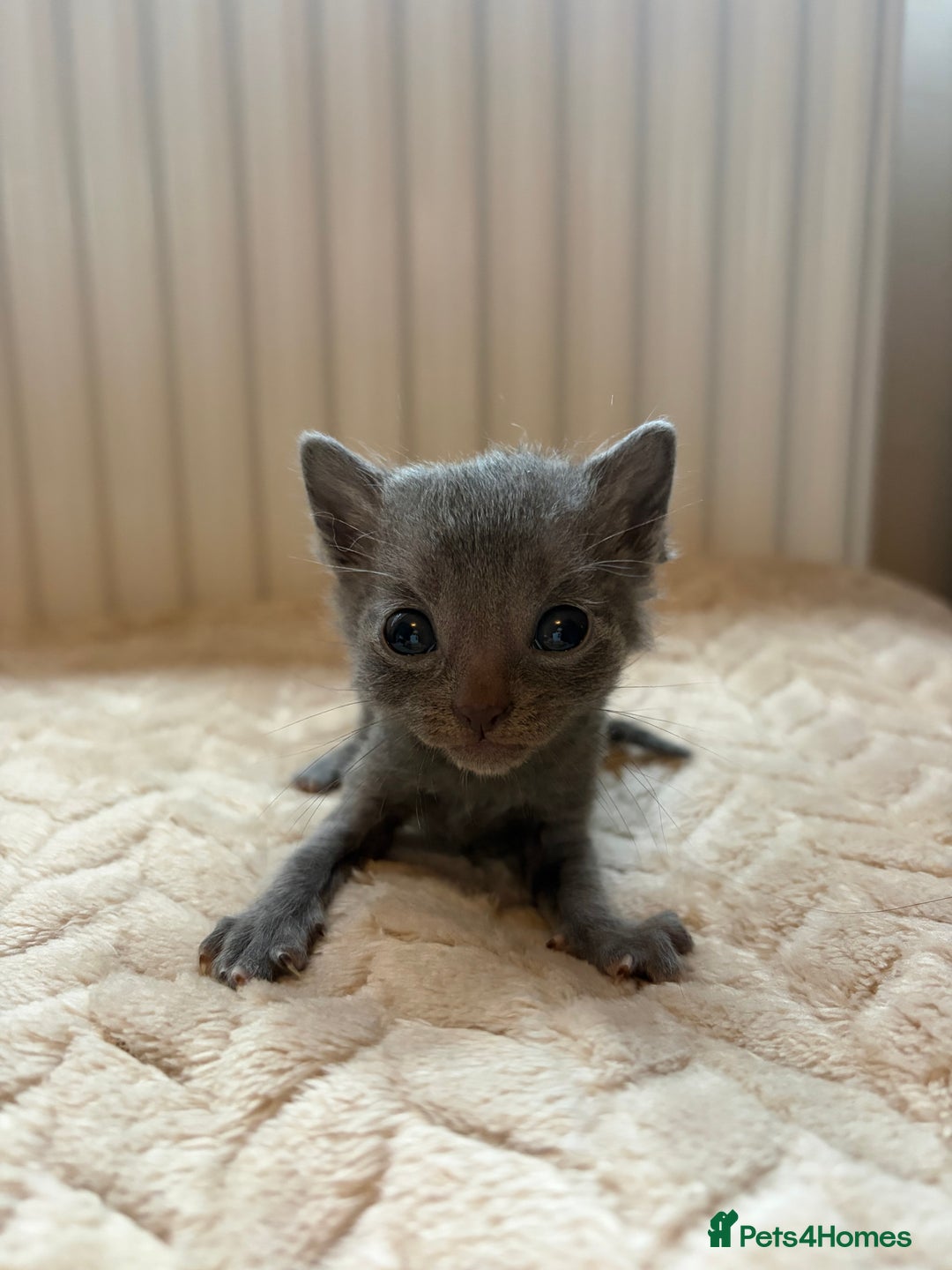 Khao Manee cats for sale: 4 mixed khao manee kittens  - Advert 5