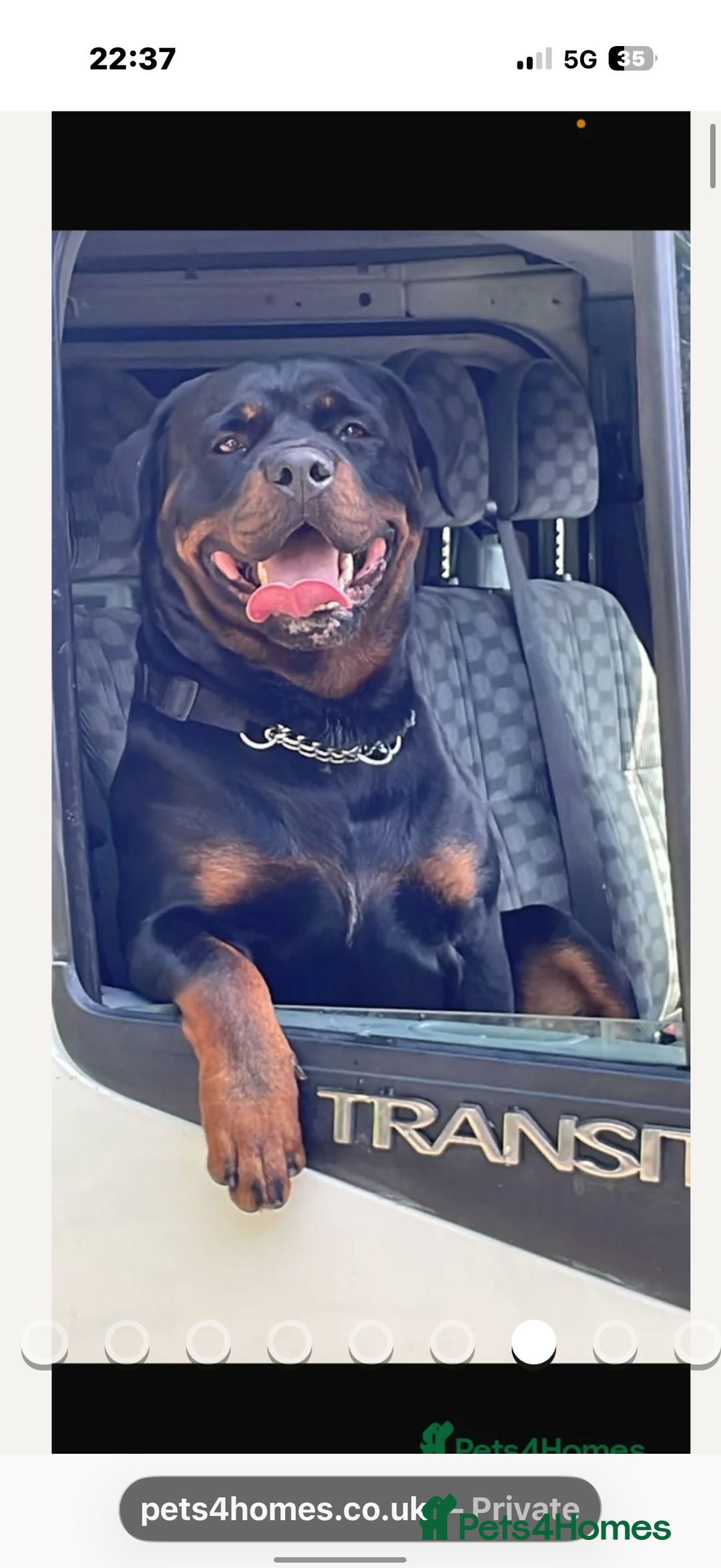 Rottweiler dogs for sale: Pick of litter boy  - Advert 6