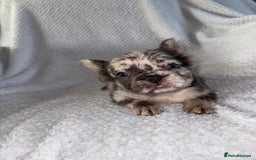 French Bulldog dogs for sale: Fluffy french bulldogs +c2  - Image 9