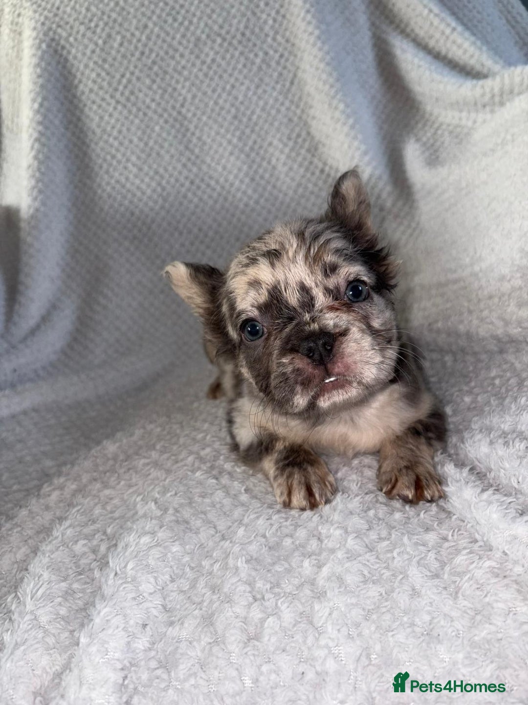 French Bulldog dogs for sale: Fluffy french bulldogs +c2  - Image 9