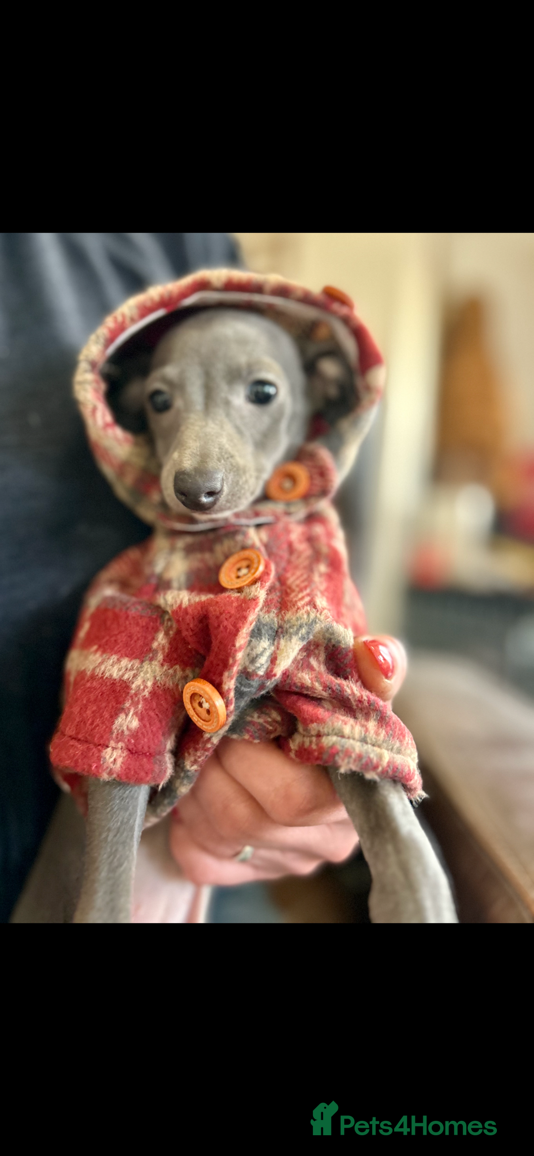 Italian Greyhound dogs for sale: KC REGISTERED ITALIAN GREYHOUND BITCH PUPPY - Advert 2