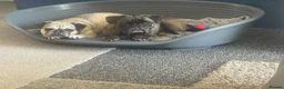 Frug dogs for sale: Female and male frug - Advert 8