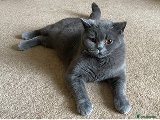 British Shorthair cats SOUTHWOLDKITS REY - Advert 13