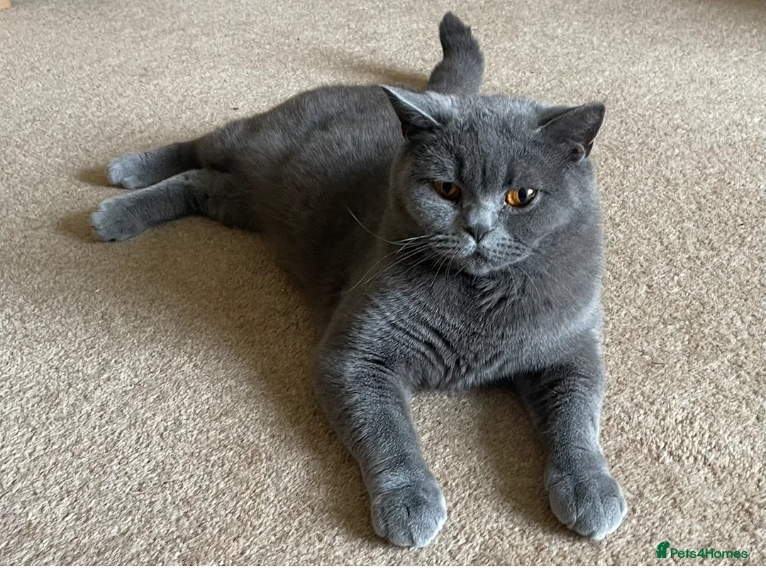 British Shorthair cats for sale: SOUTHWOLDKITS REY - Advert 1