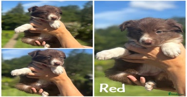 Border Collie dogs - Advert 6