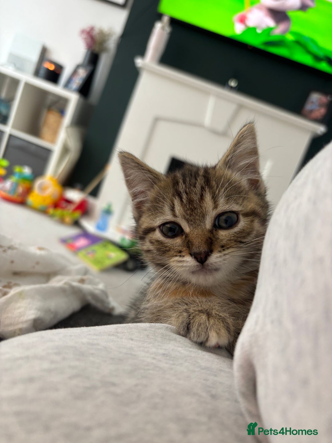 Mixed Breed cats for sale: Rehoming our lovely kitten Lulu - Advert 5