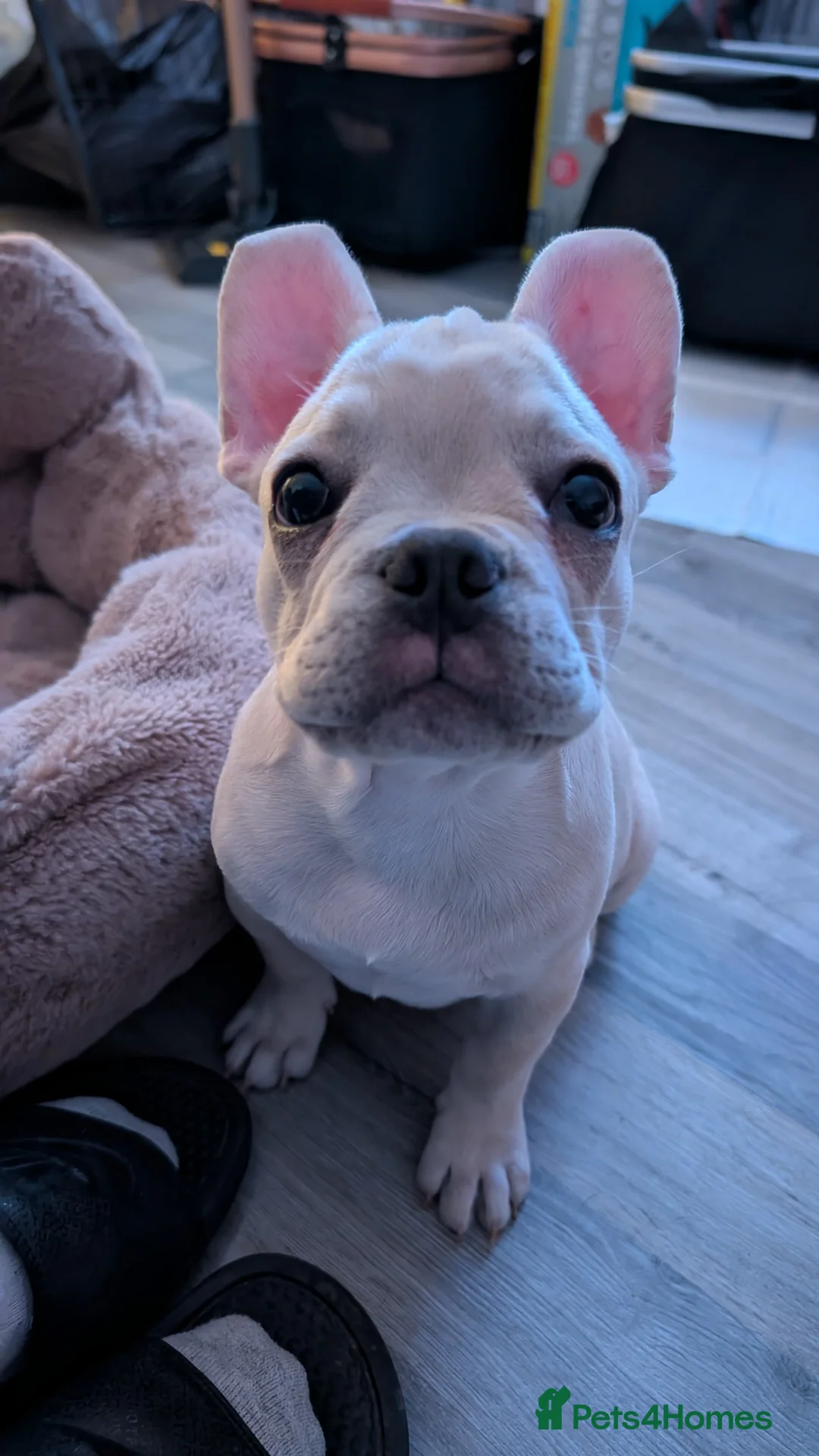 French Bulldog dogs for sale: Full KC Frenchie - 1 Beautiful little boy left - Advert 14