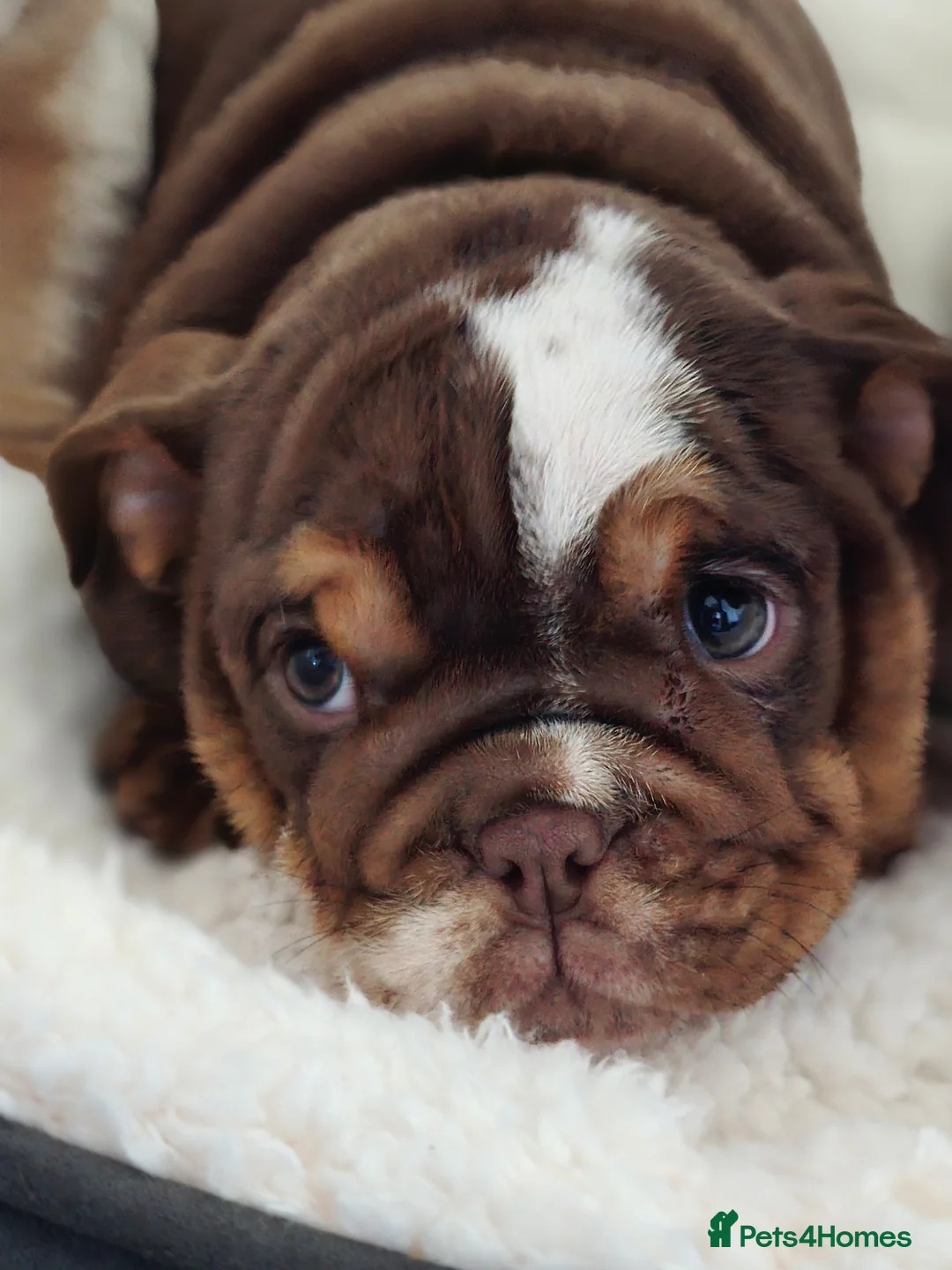English Bulldog dogs for sale: ✨ English Bulldog Puppies Exceptional Bloodlines ✨ - Advert 23