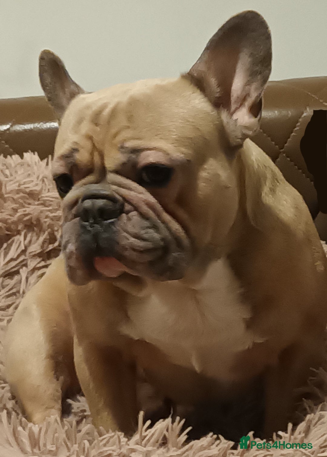 French Bulldog dogs for sale: Desperately seeking a new loving home - Advert 9